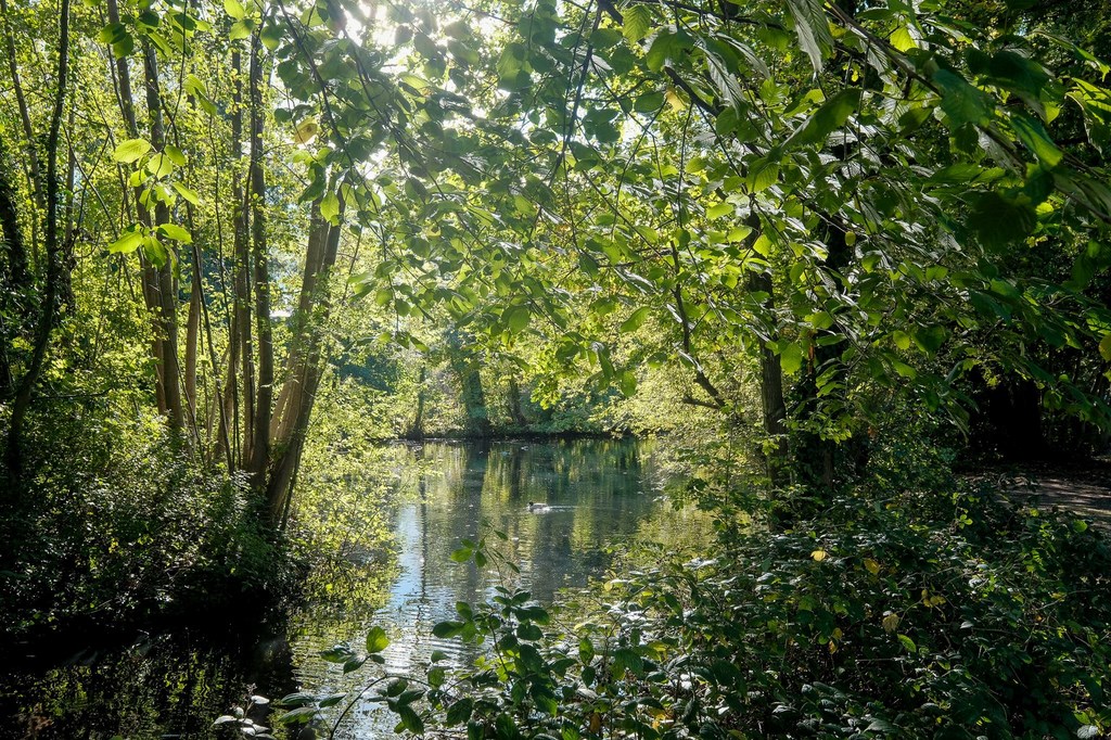 Autumn 2020 In Ickenham 10