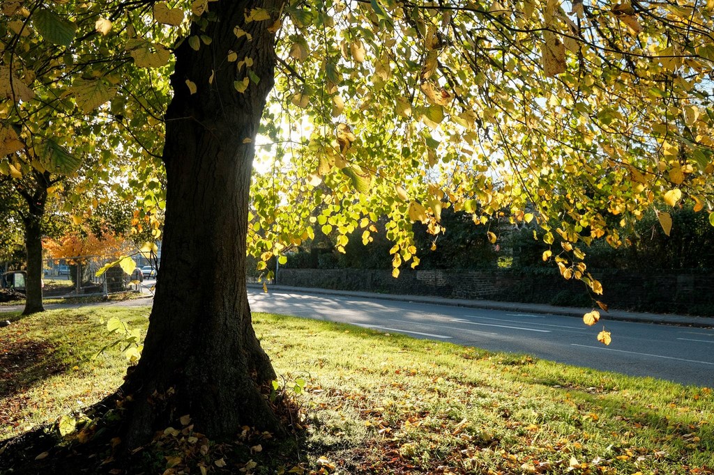 Autumn 2020 In Ickenham 13